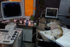 Ecografe-21.42.33-3